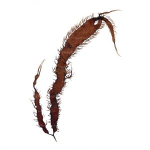 mukade