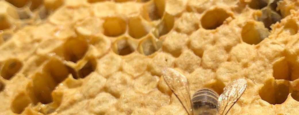 Japanesebee